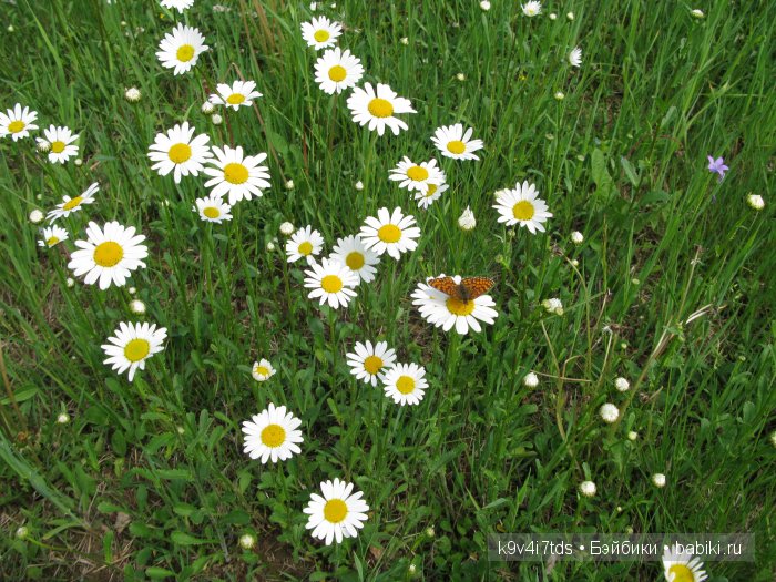 Я так хочу, чтобы лето не кончалось (фото 6)