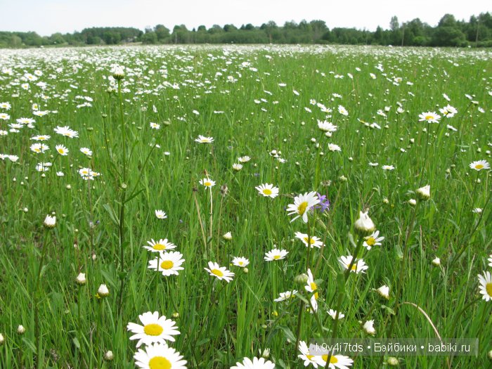 Я так хочу, чтобы лето не кончалось (фото 10)
