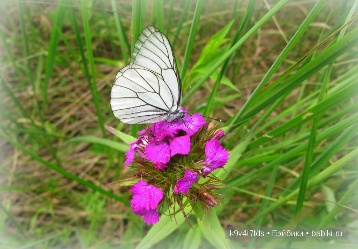 Я так хочу, чтобы лето не кончалось
