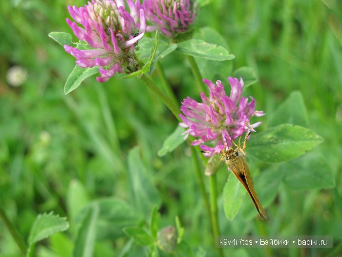 Я так хочу, чтобы лето не кончалось (фото 3)