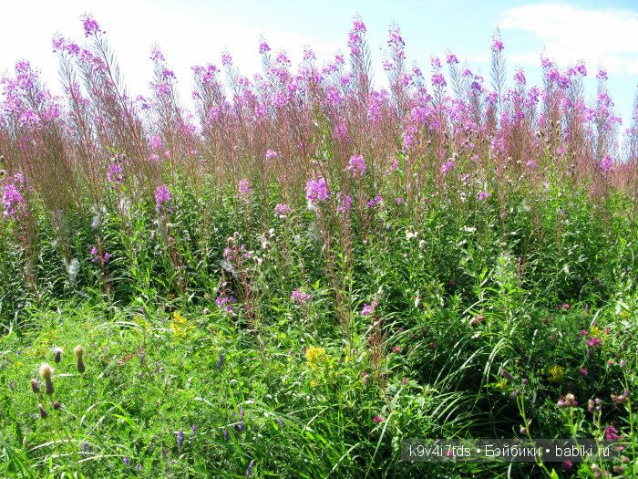 Я так хочу, чтобы лето не кончалось