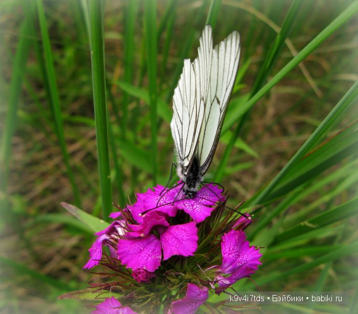 Я так хочу, чтобы лето не кончалось