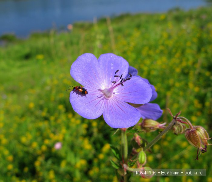 Я так хочу, чтобы лето не кончалось