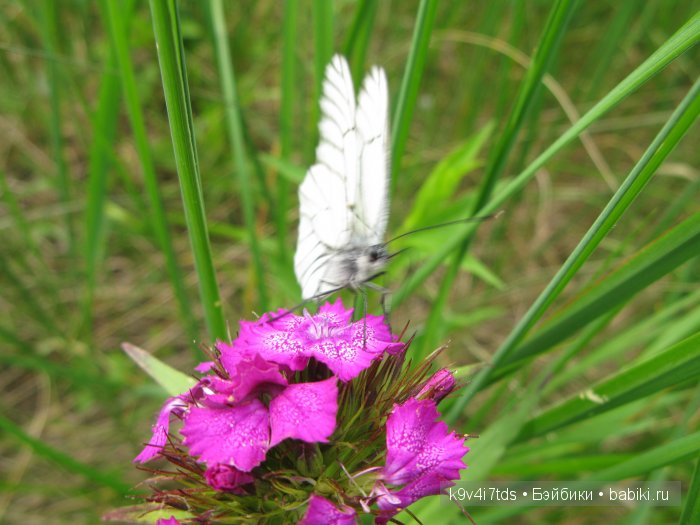 Я так хочу, чтобы лето не кончалось