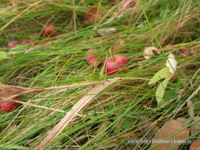 Козетта-Жаворонок. Антикварная кукла, ABG — Alt, Beck & Gottschalck молд 1362 SWEET NELL | Бэйбики Козетта-Жаворонок. Антикварная кукла, ABG — Alt, Beck & Gottschalck молд 1362 SWEET NELL