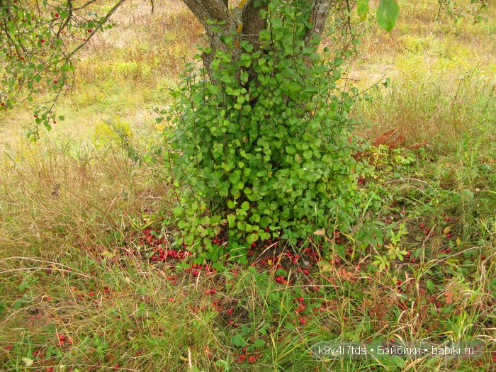Козетта-Жаворонок. Антикварная кукла, ABG — Alt, Beck & Gottschalck молд 1362 SWEET NELL | Бэйбики Козетта-Жаворонок. Антикварная кукла, ABG — Alt, Beck & Gottschalck молд 1362 SWEET NELL