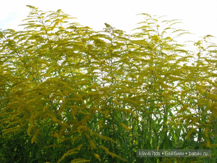 Осеннее путешествие Алисы и Бонни. Куклы BJD, Dollmore, Fairyland