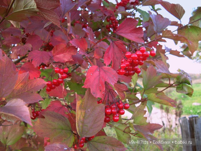 Осеннее путешествие Алисы и Бонни. Куклы BJD, Dollmore, Fairyland