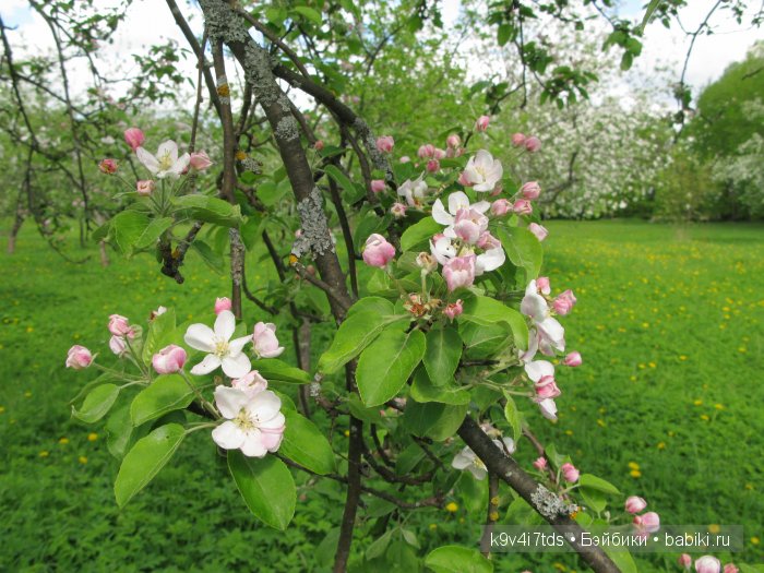 Осень в Чукавино. Toffee dolls (фото 7)