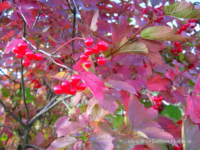 Осеннее путешествие Алисы и Бонни. Куклы BJD, Dollmore, Fairyland