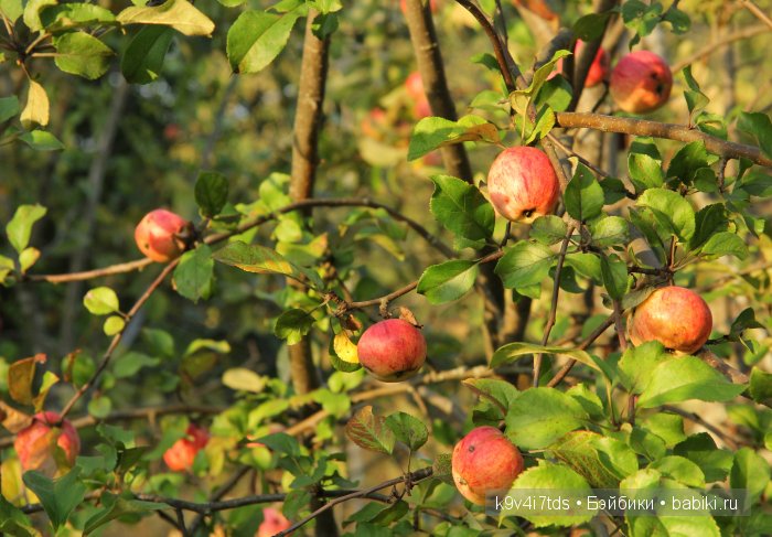 Осень в Чукавино. Toffee dolls