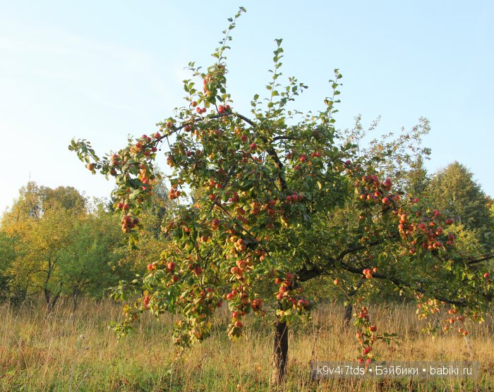 Осень в Чукавино. Toffee dolls
