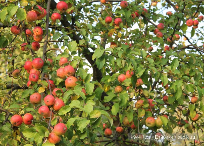 Осень в Чукавино. Toffee dolls