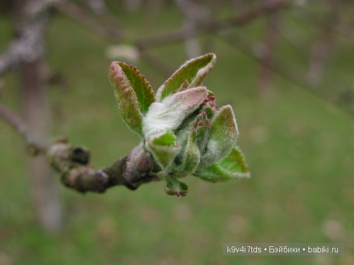 Осень в Чукавино. Toffee dolls