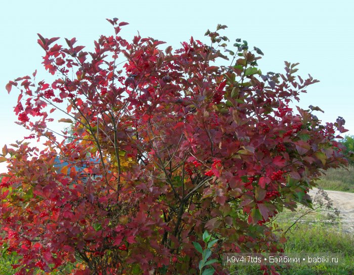 Осеннее путешествие Алисы и Бонни. Куклы BJD, Dollmore, Fairyland