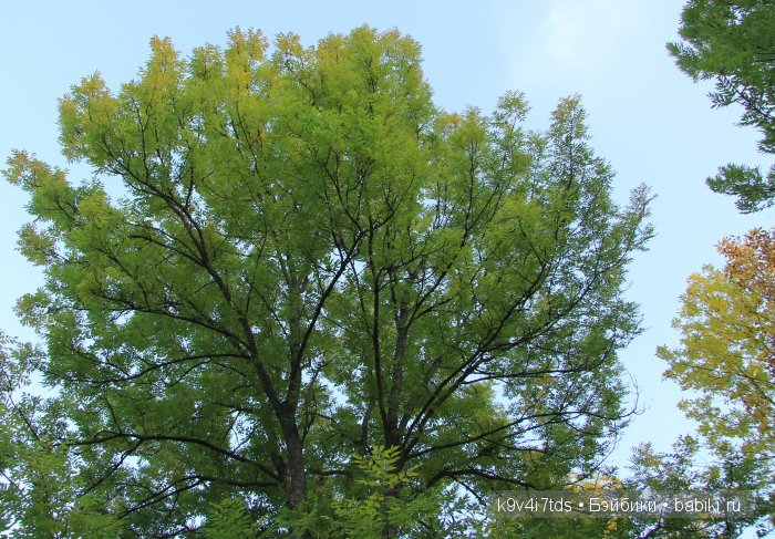 Осень в Чукавино. Toffee dolls