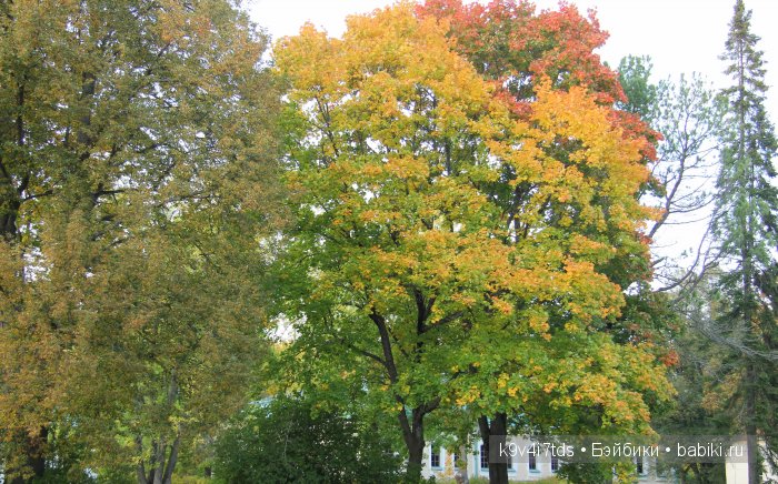 Осень в Чукавино. Toffee dolls