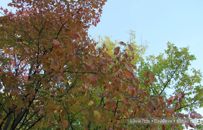 Осень в Чукавино. Toffee dolls