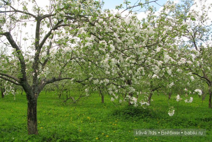 Осень в Чукавино. Toffee dolls (фото 8)