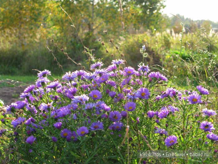 Осеннее путешествие Алисы и Бонни. Куклы BJD, Dollmore, Fairyland (фото 9)