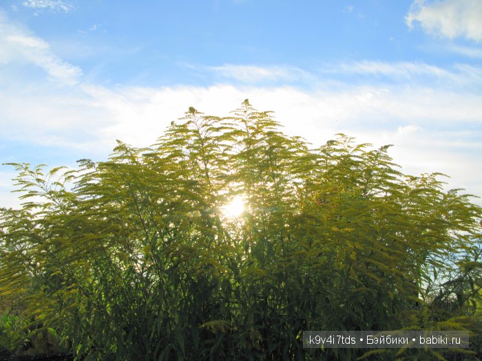 Осеннее путешествие Алисы и Бонни. Куклы BJD, Dollmore, Fairyland (фото 10)