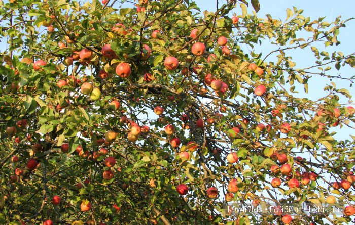 Осень в Чукавино. Toffee dolls