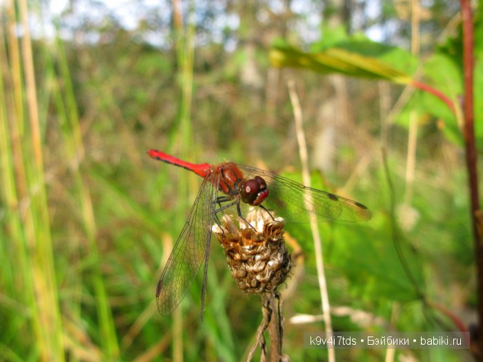 Осеннее путешествие Алисы и Бонни. Куклы BJD, Dollmore, Fairyland