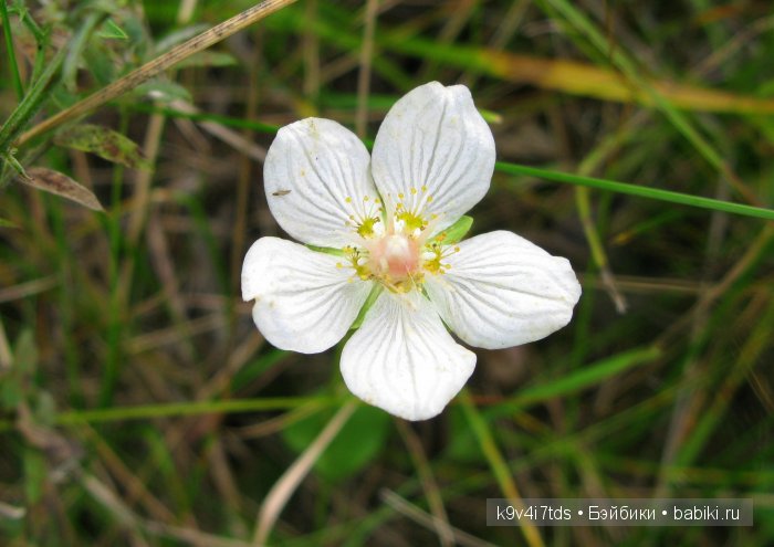 Осеннее путешествие Алисы и Бонни. Куклы BJD, Dollmore, Fairyland