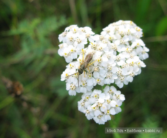 Осеннее путешествие Алисы и Бонни. Куклы BJD, Dollmore, Fairyland