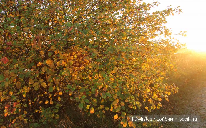 Осеннее путешествие Алисы и Бонни. Куклы BJD, Dollmore, Fairyland