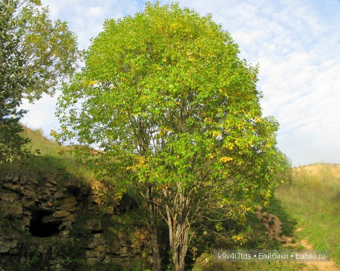 Осеннее путешествие Алисы и Бонни. Куклы BJD, Dollmore, Fairyland