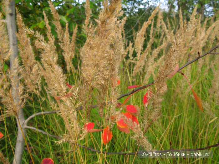 Осеннее путешествие Алисы и Бонни. Куклы BJD, Dollmore, Fairyland