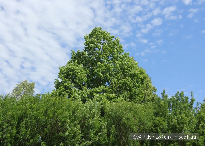Пушкинский праздник в Берново. Музей А.С. Пушкина в селе Берново