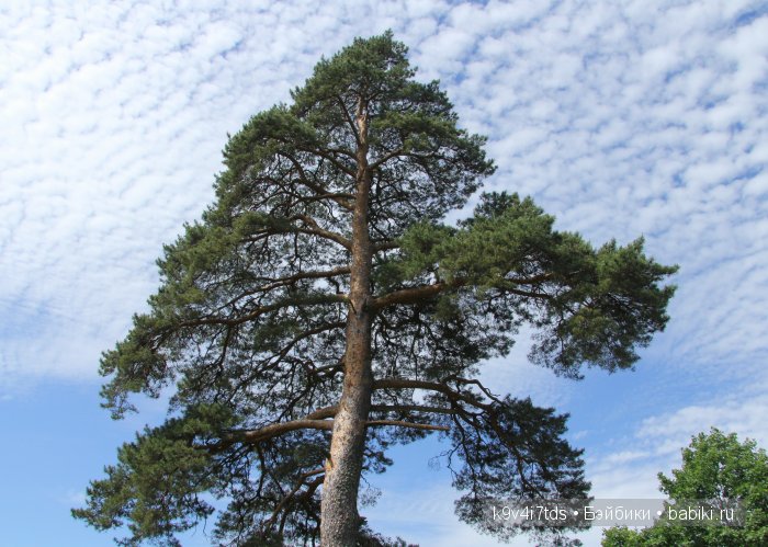 Пушкинский праздник в Берново. Музей А.С. Пушкина в селе Берново