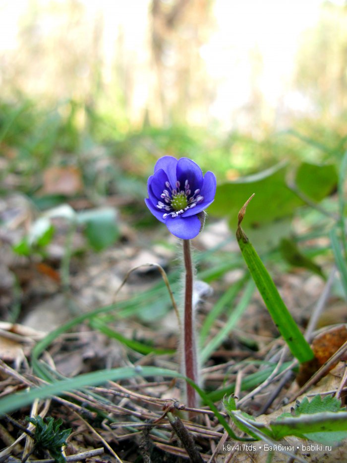 Симфония счастливой Весны! Eiyuu Senki Gold Beethoven Figure (фото 9)