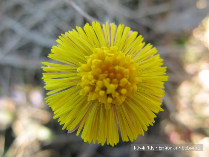 Симфония счастливой Весны! Eiyuu Senki Gold Beethoven Figure (фото 10)