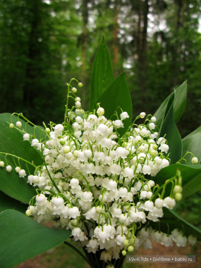 Симфония счастливой Весны! Eiyuu Senki Gold Beethoven Figure