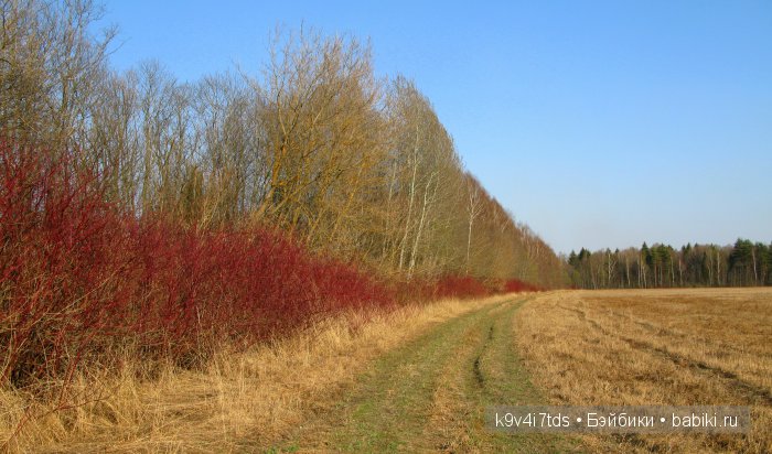 Симфония счастливой Весны! Eiyuu Senki Gold Beethoven Figure