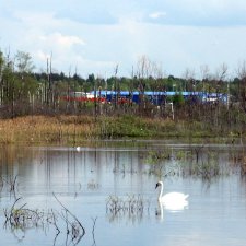 "Лебединое озеро" в Твери