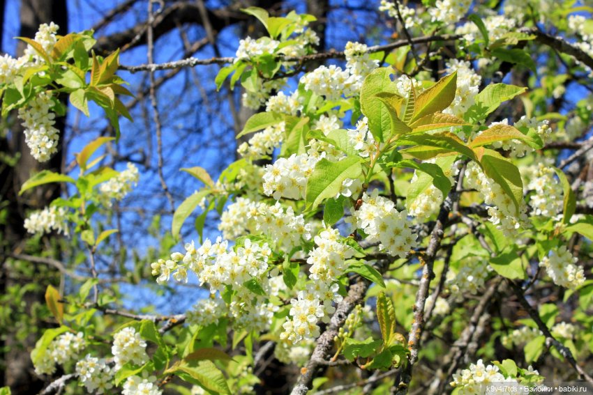 черёмуха