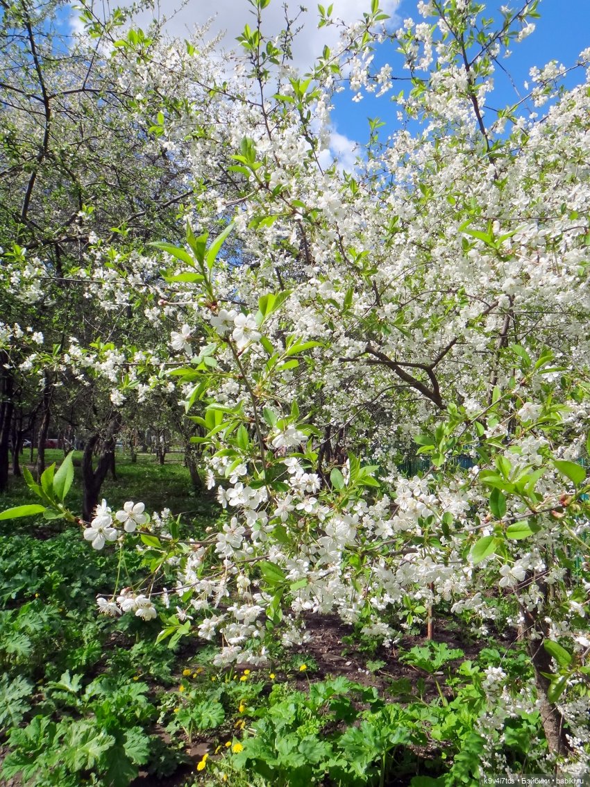 яблоневый сад