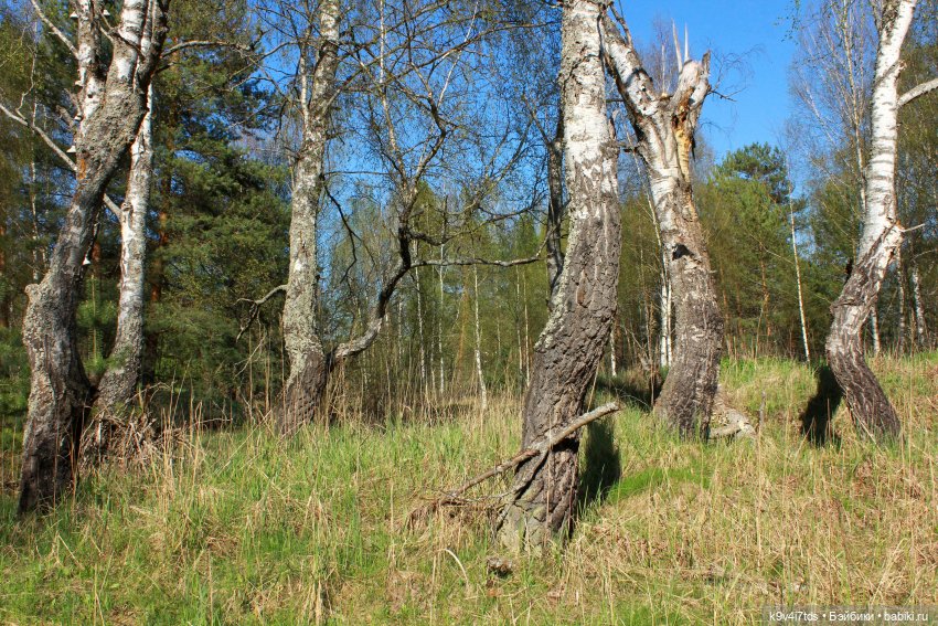 берёзы