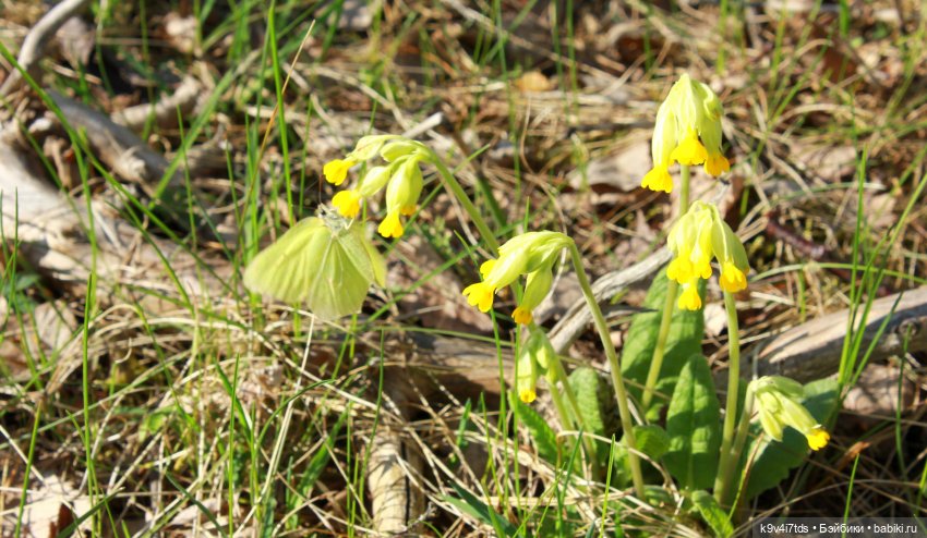 бабочка Лимонница