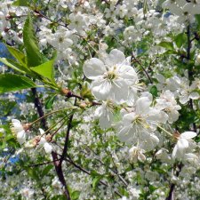 Просто Весна