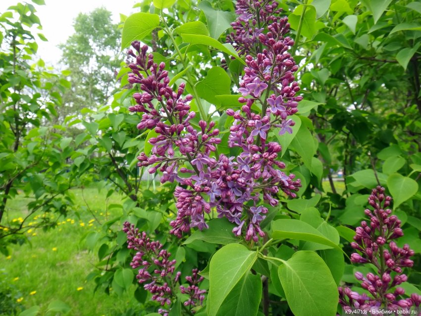 сирень