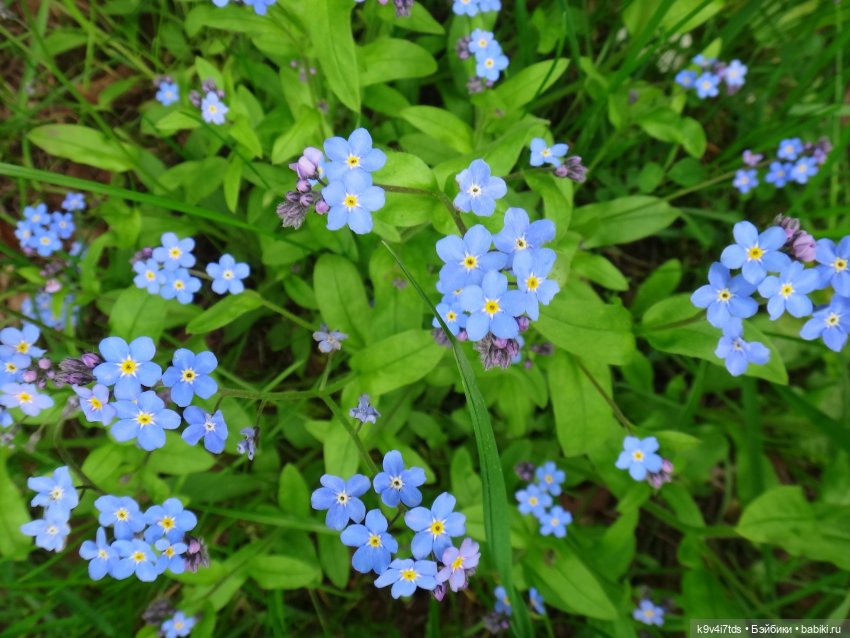 незабудки