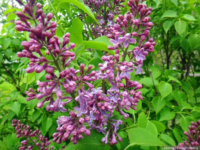 сирень