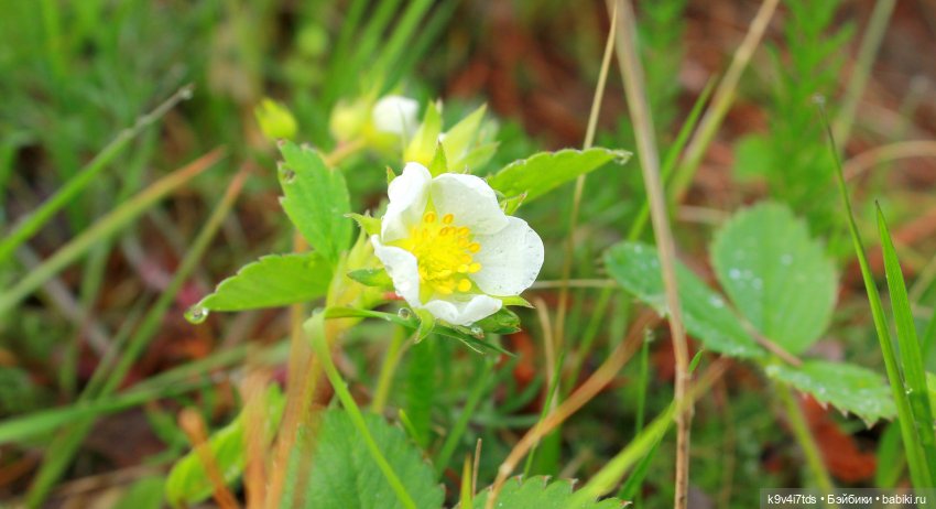 клубника луговая