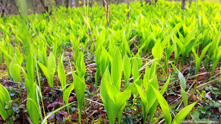 ландыши