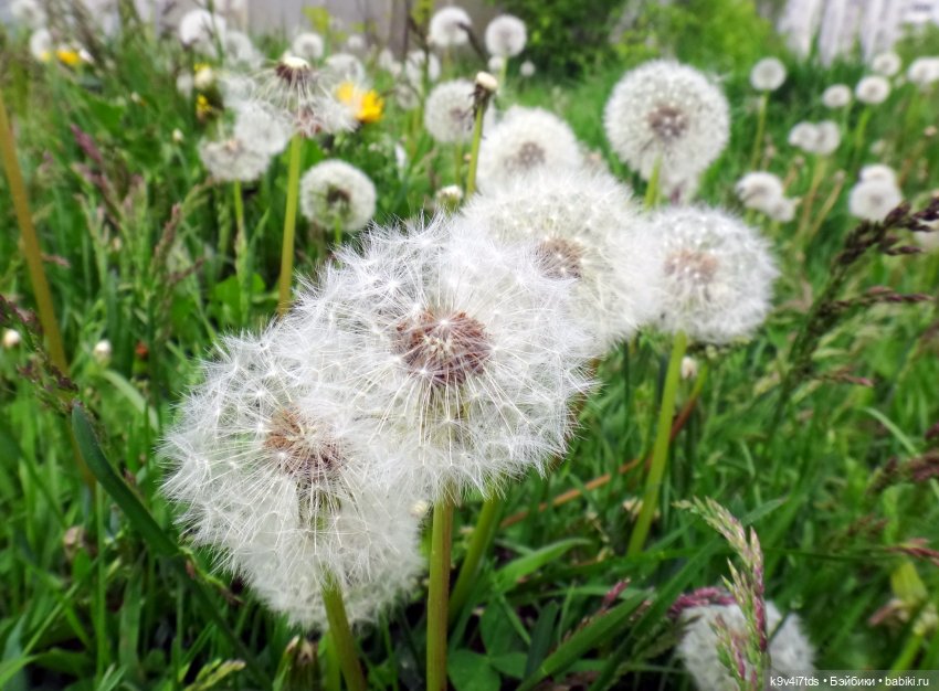 одуванчики